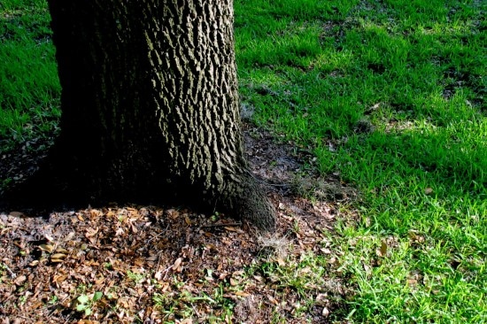 What To Do When Grass Wont Grow Under Trees