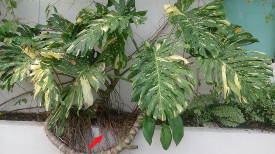 What To Do With Monstera Aerial Roots 2 1
