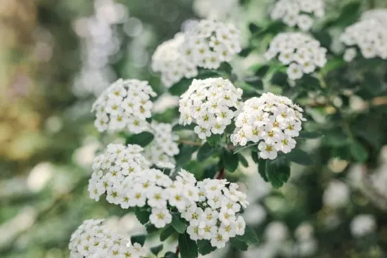 When To Prune Bridal Wreath Spirea 2