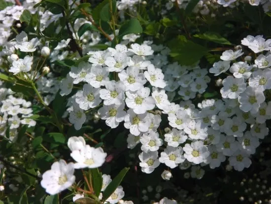 When To Prune Bridal Wreath Spirea 3