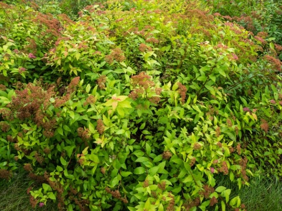When To Prune Spirea Goldflame