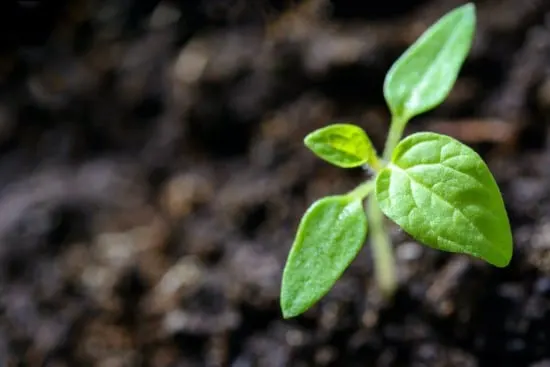 When To Remove Seed Germination Blanket