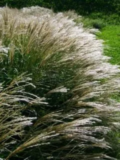 When To Transplant Ornamental Grass