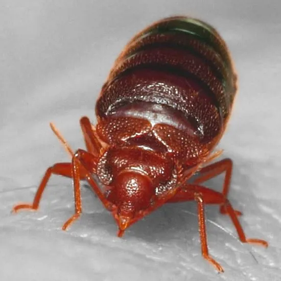 Where Do Bed Bugs Hide