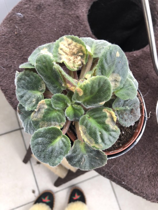 Why Are My African Violet Leaves Turning Yellow 2
