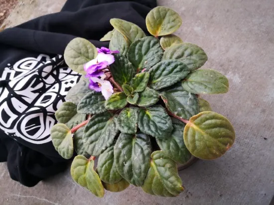 Why Are My African Violet Leaves Turning Yellow