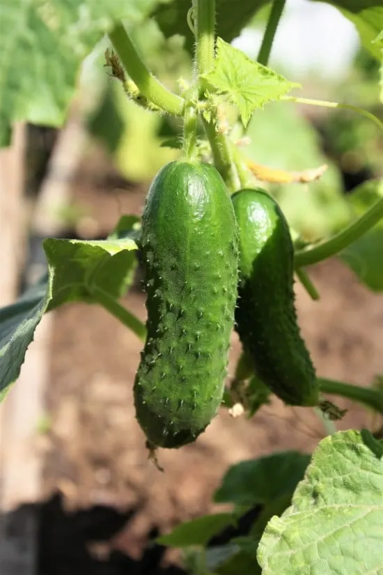 Why Are My Cucumbers Prickly