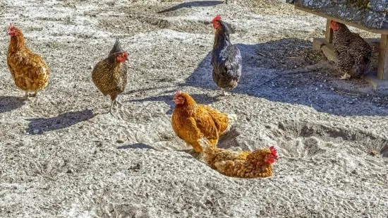 Why Do Chickens Dig Holes