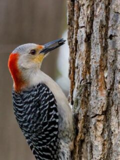 Why Do Woodpeckers Peck Trees