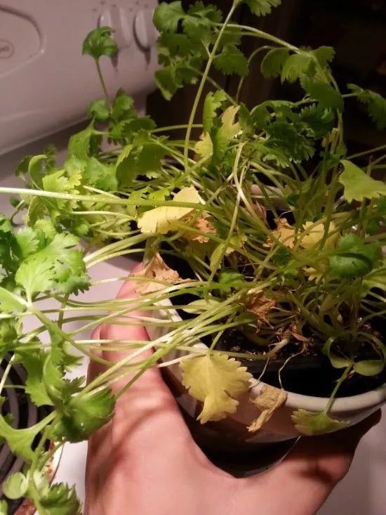 Why Is My Cilantro Turning Yellow