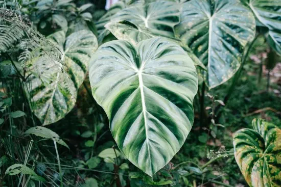 Why Is My Philodendron Turning Yellow 4