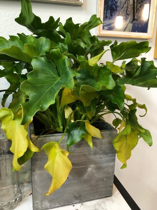 Why Is My Philodendron Turning Yellow