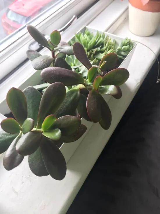 Why Is My Succulent Turning Purple 2