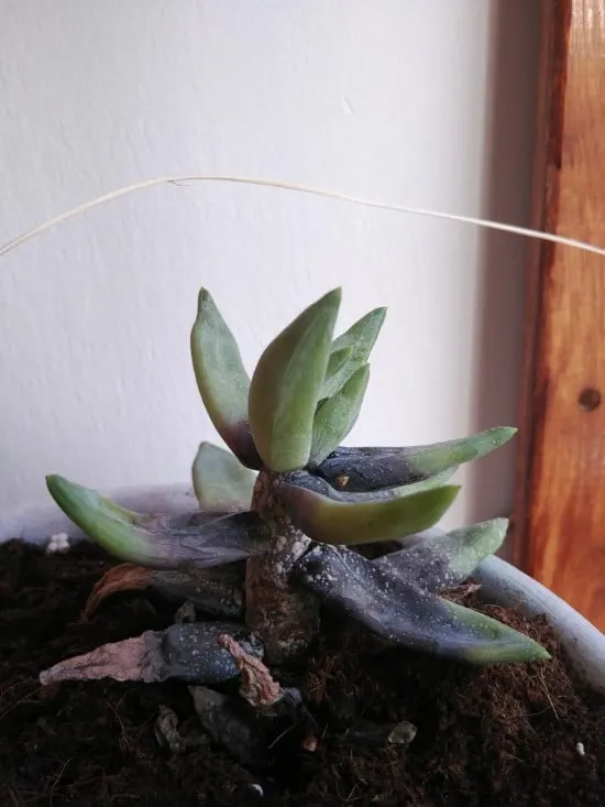 Why Is My Succulent Turning Purple