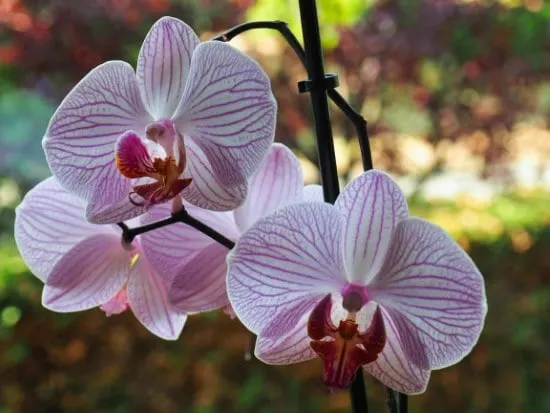 Why Orchids Are So Expensive 2