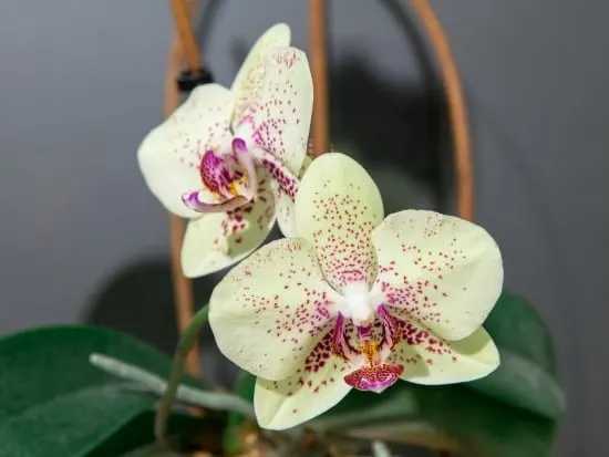 Why Orchids Are So Expensive 3