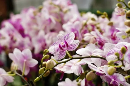 Why Orchids Are So Expensive 4