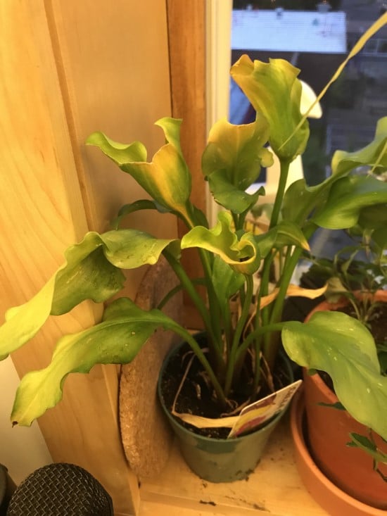 Why are my calla lily leaves turning yellow