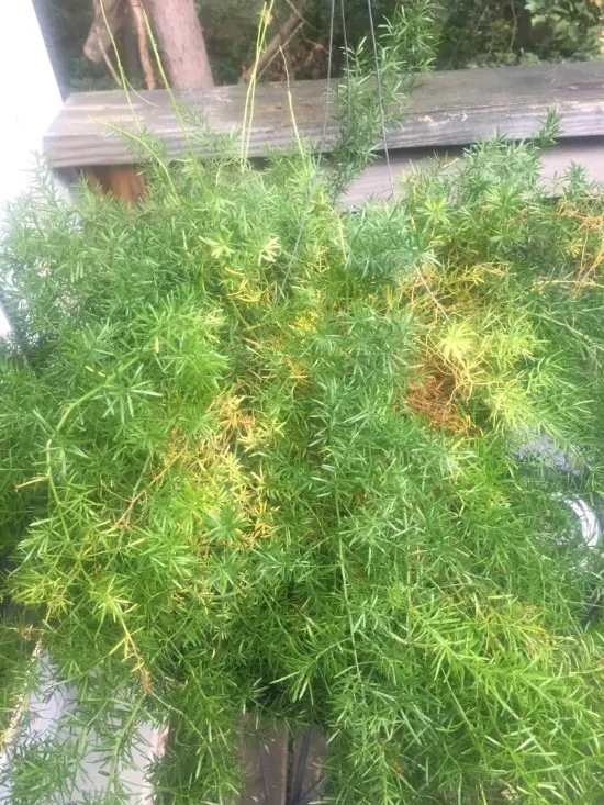 Why is my Asparagus Fern Turning Yellow