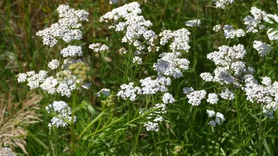 Yarrow Easiest Perennial to Grow from Seed