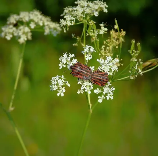 meadow bugs What Bug Is Eating My Basil