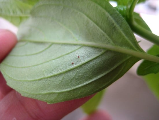 spider mite What Bug Is Eating My Basil