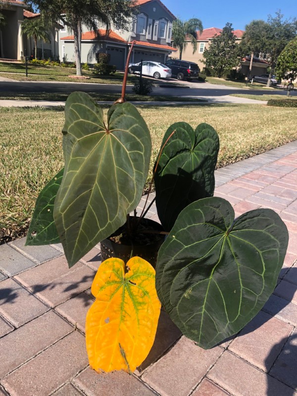 Anthurium Ace of Spades 2