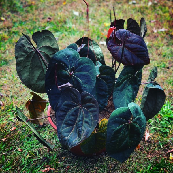 Anthurium Ace of Spades