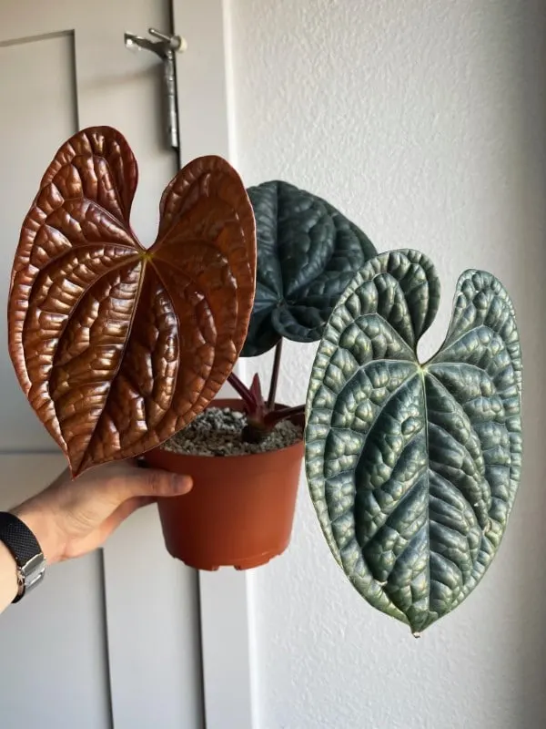 Anthurium Luxurians