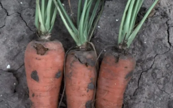 Carrot rust fly How To Grow Carrots