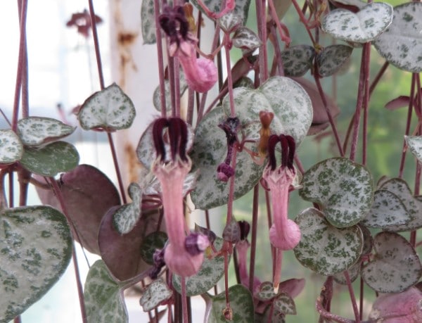 Ceropegia woodii Orange River String of Hearts