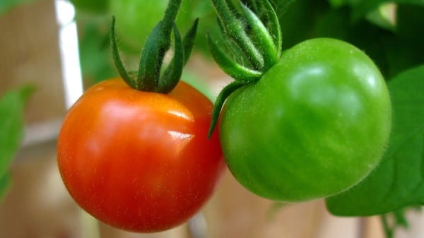 Cherry tomatoes red and green Why Did The Tomato Turn Red