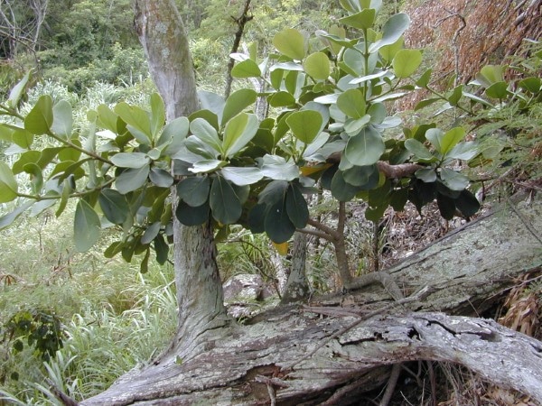 Clusia rosea How Fast Does Clusia Grow