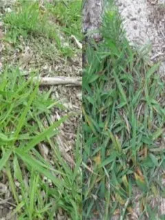 Dallisgrass vs Crabgrass