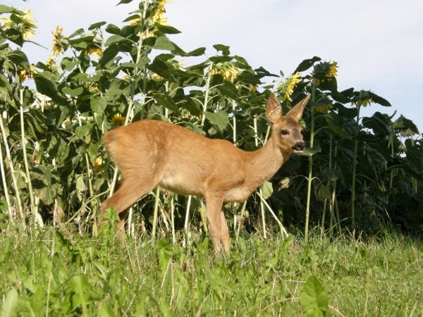 Do Deer Eat Sunflowers
