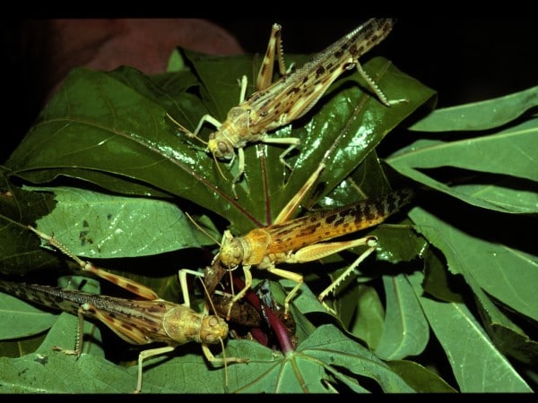 Grasshoppers feeding How To Take Care Of A Grasshopper