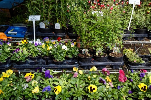How Many Flowers Are In A Flat