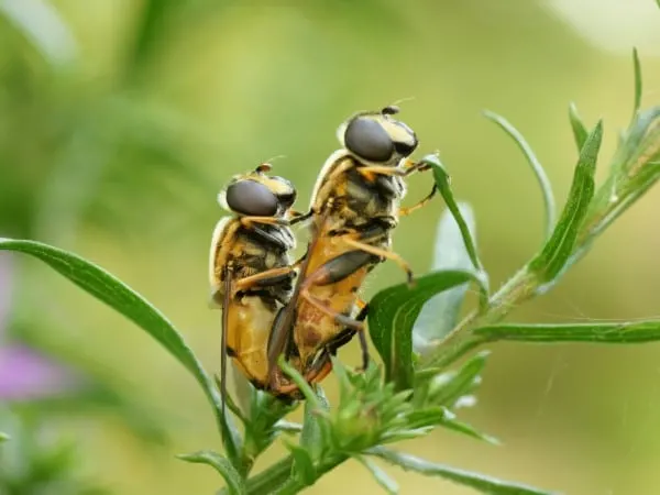 How To Get Rid Of HoverFlies