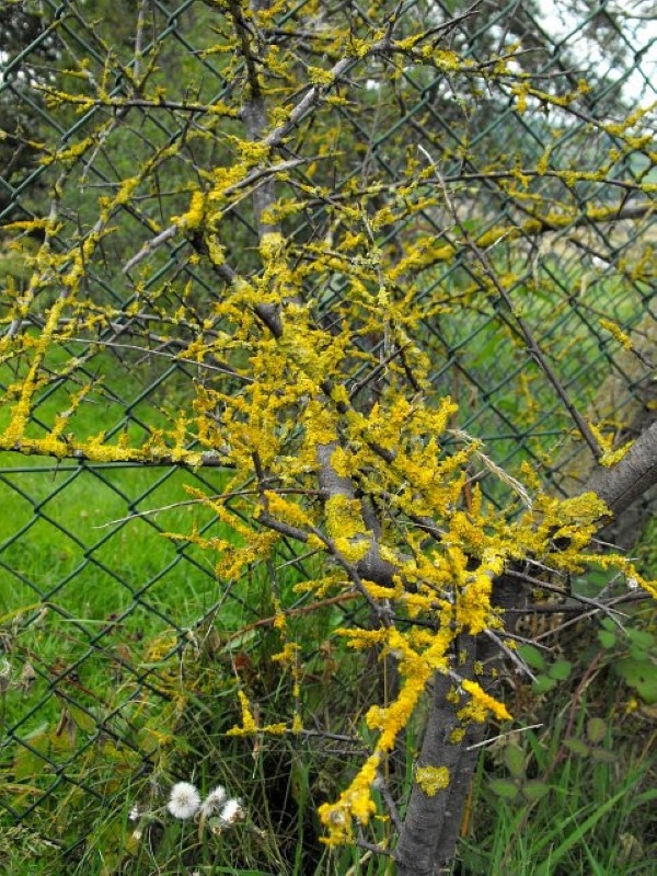 How To Get Rid Of Thorn Bushes