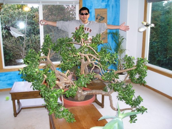 How To Grow A Jade Plant From A Broken Stem 2