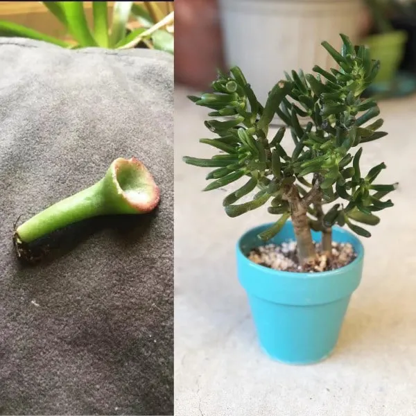 How To Grow A Jade Plant From A Broken Stem