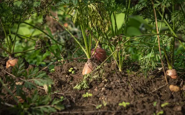 How To Grow Carrots