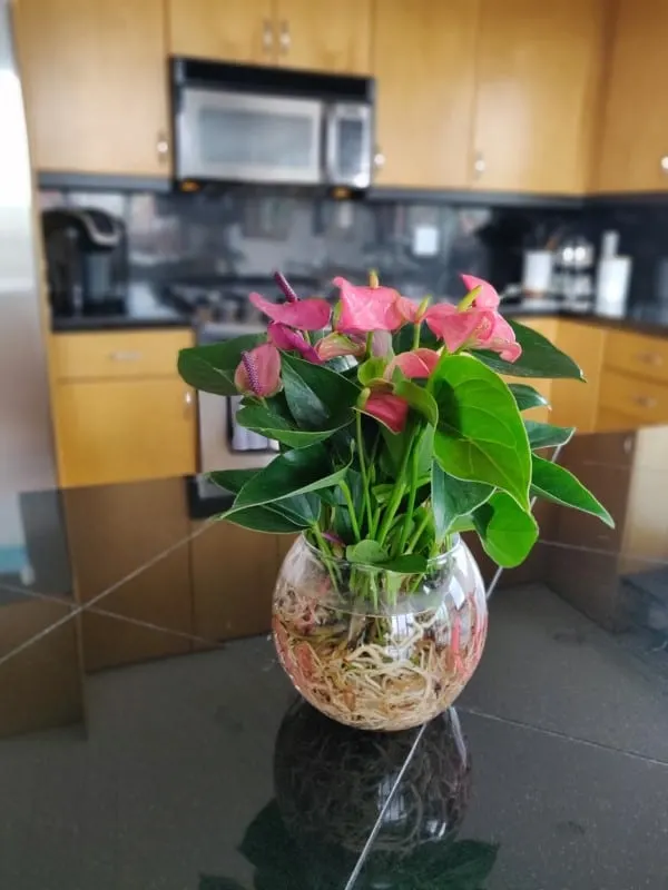 How To Propagate Anthurium