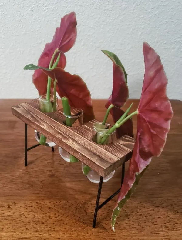 How To Propagate Begonia Maculata 2