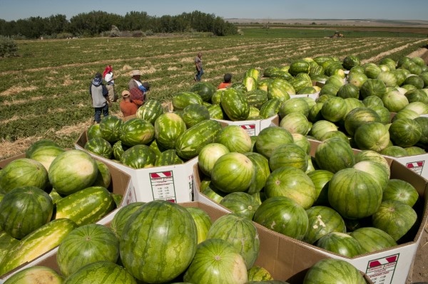How To Protect Your Watermelon Farm