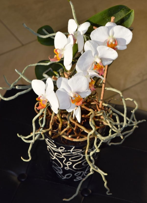 How To Stimulate Root Growth In Orchids