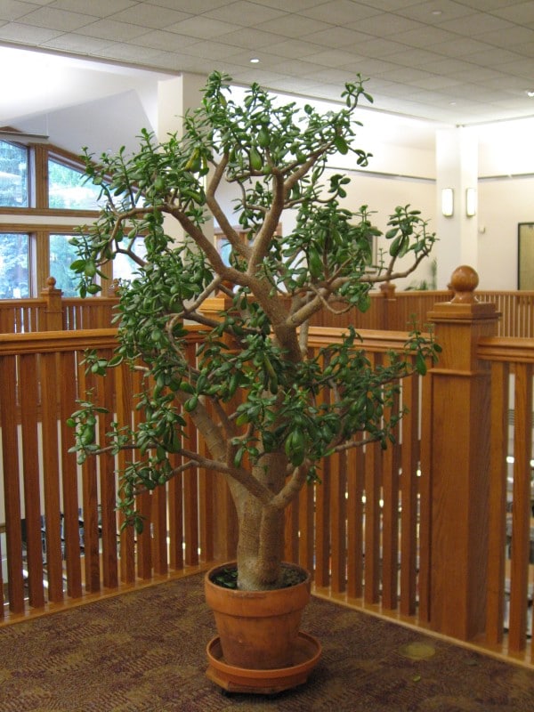 How To Stop Plants From Growing Tall 2