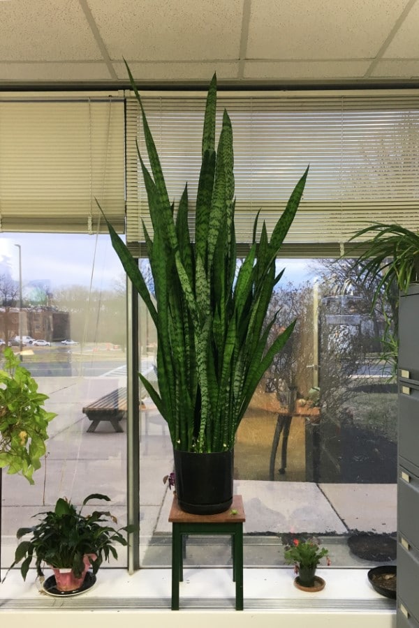 How To Stop Plants From Growing Tall