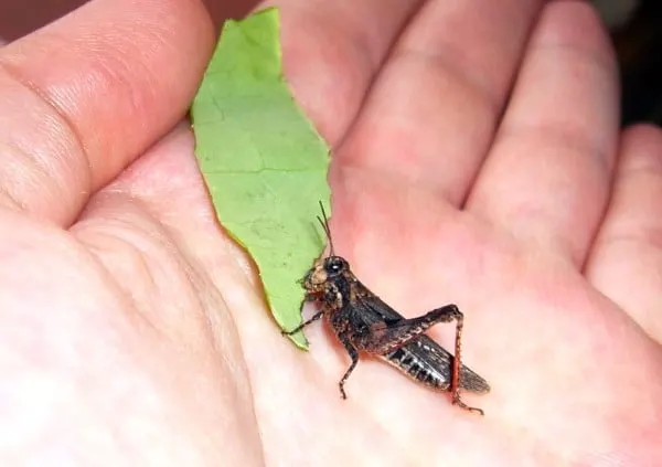 How To Take Care Of A Grasshopper