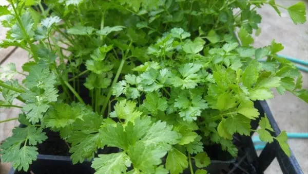 How To Tell If Cilantro Is Bad 2